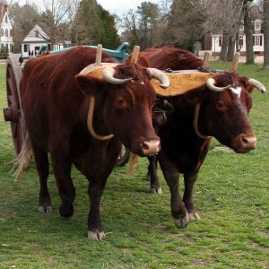 Two oxen yoked together