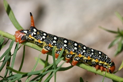 caterpillar cankerworm locust